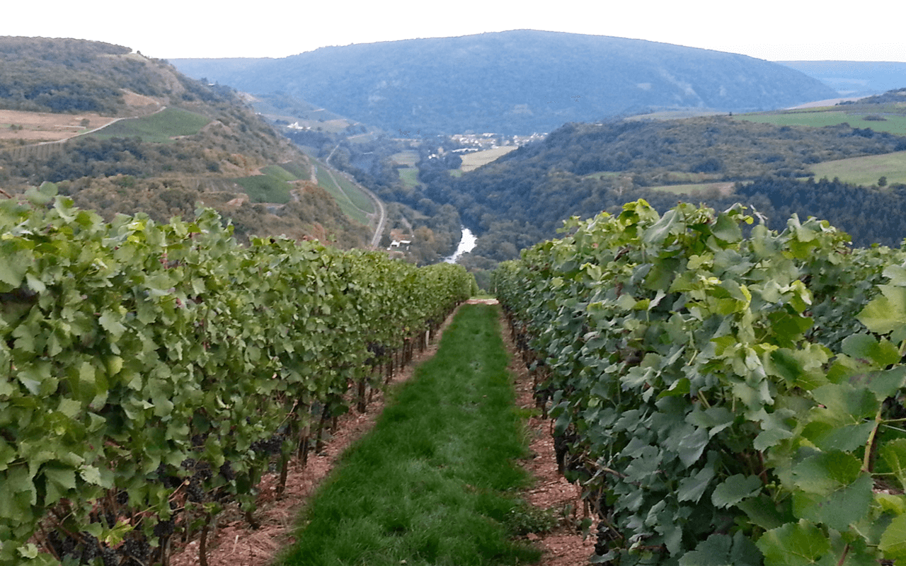 JTC Stückfass 2014 Magnum Sauvignon Blanc Weißwein "Porpyhr" Nahe, Deutschland