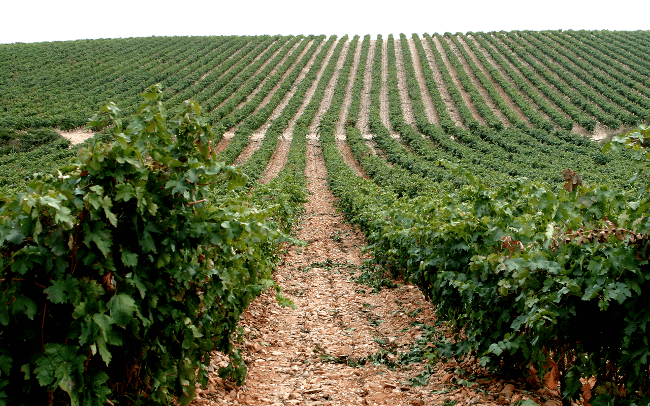2009 Crianza Magnum "Alavesa Kalkstein" Rioja Alta, Spanien 