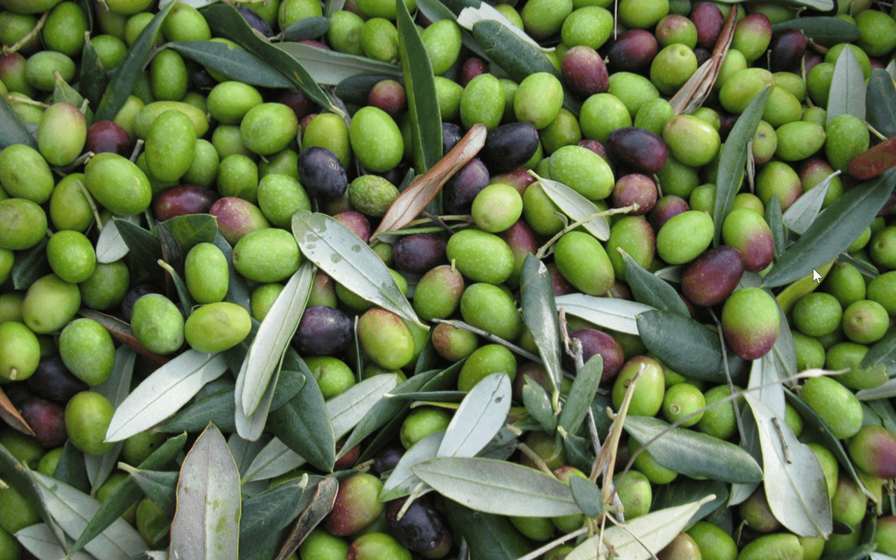 Priorat Olivenöl Extra Vergine, kaltgepresst, ungefiltert